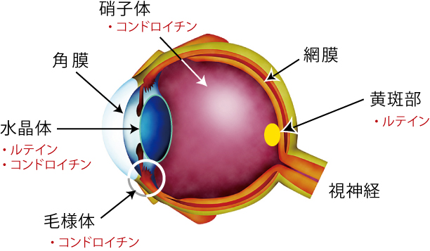 眼球の構造